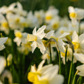 Narcis, Narcissus 'Sail Boat'