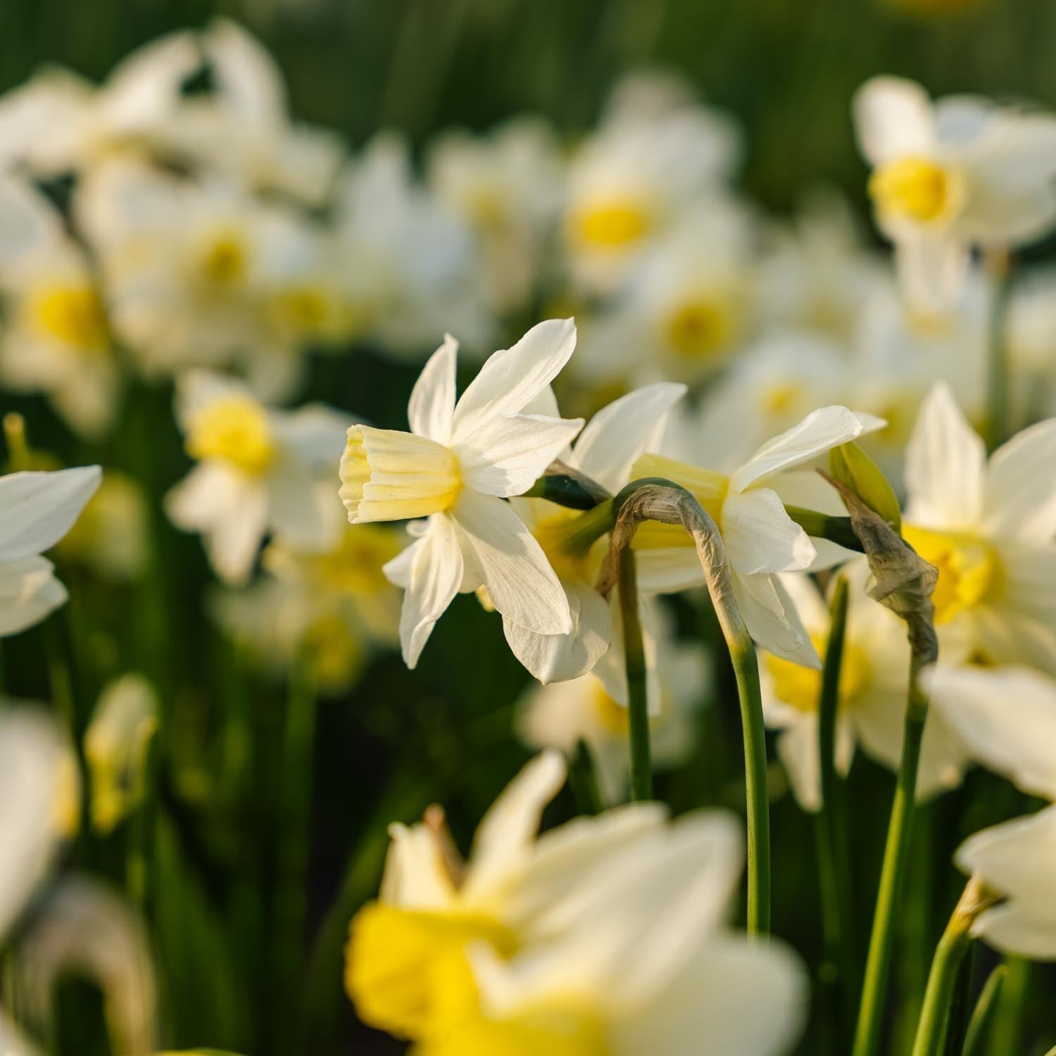 Narcis, Narcissus 'Sail Boat'