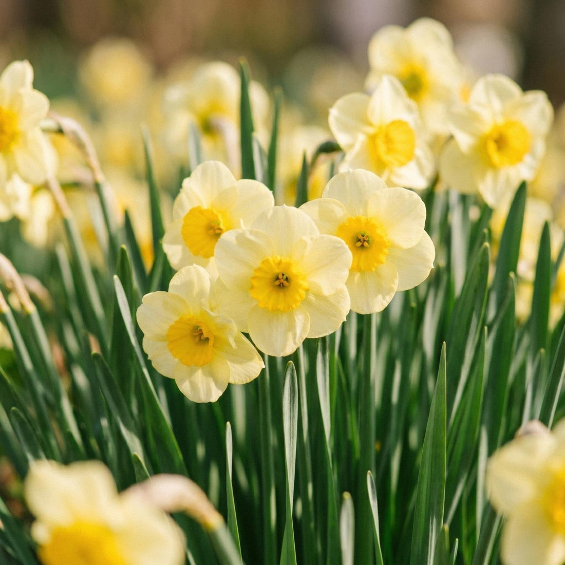 Narcis, Narcissus 'Sun Disc'
