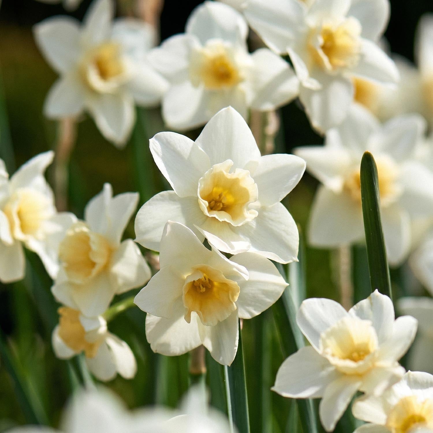Narcis, Narcissus 'Sweet Love'