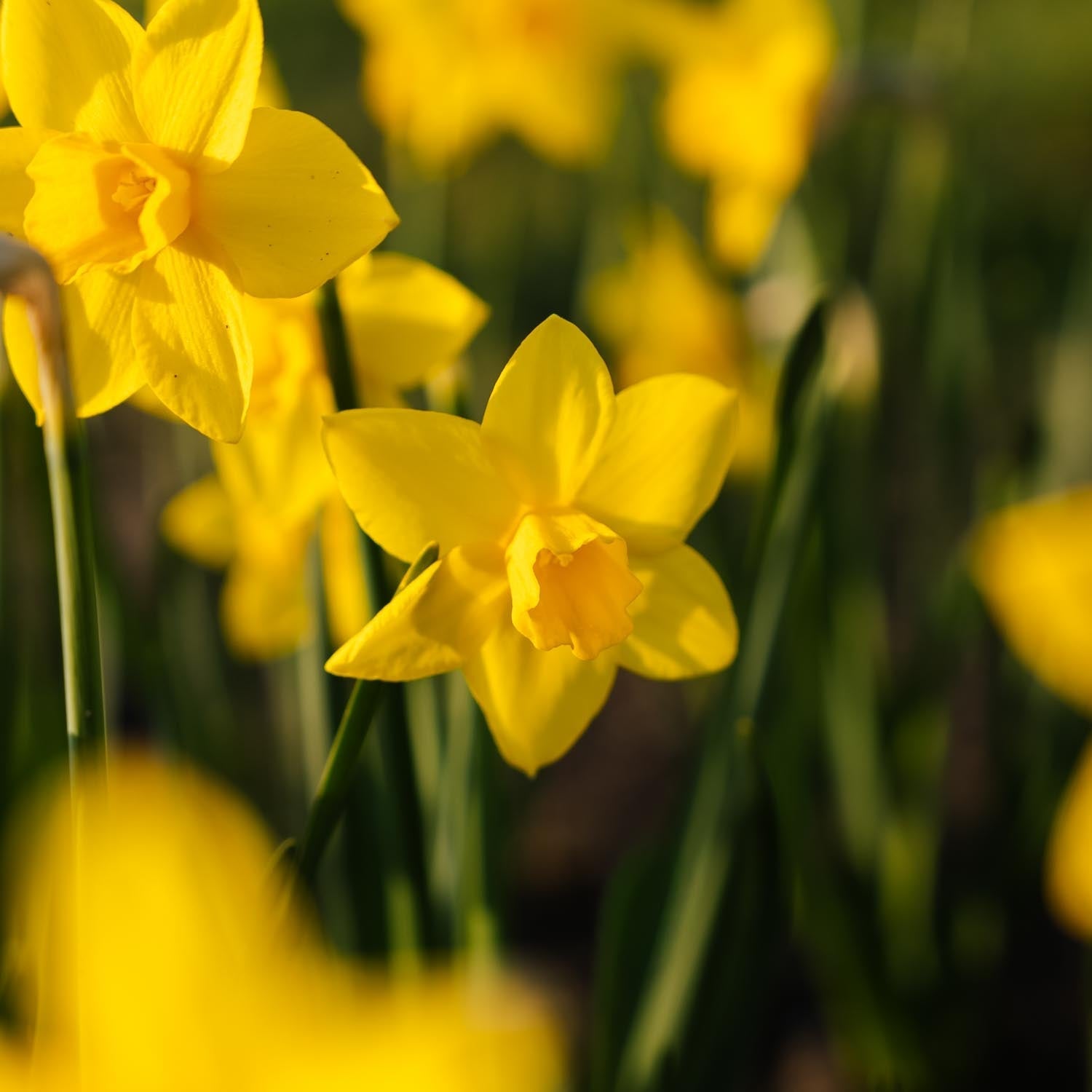 Narcis, Narcissus 'Sweetness'