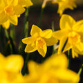 Narcis, Narcissus 'Sweetness'