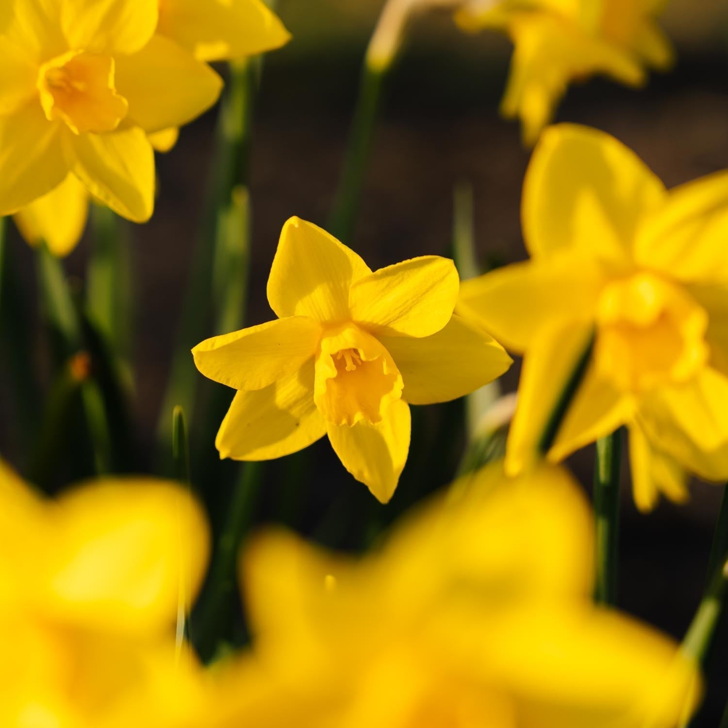 Narcis, Narcissus 'Sweetness'