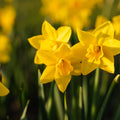 Narcis, Narcissus 'Sweetness'