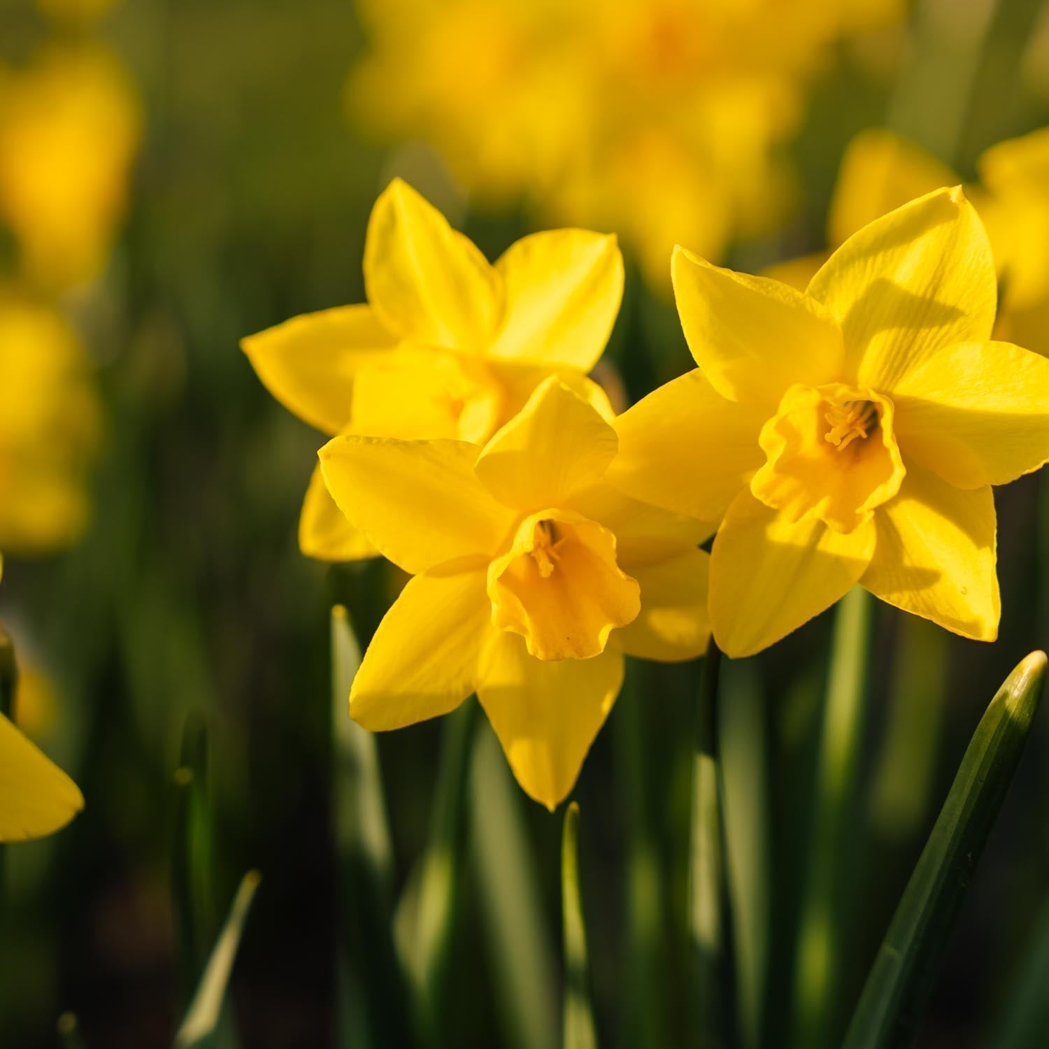Narcis, Narcissus 'Sweetness'