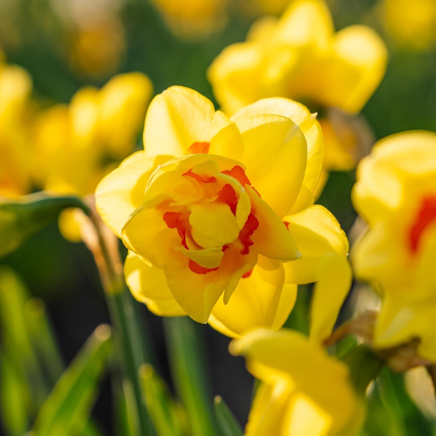 Narcis, Narcissus 'Tahiti'