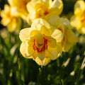 Narcis, Narcissus 'Tahiti'