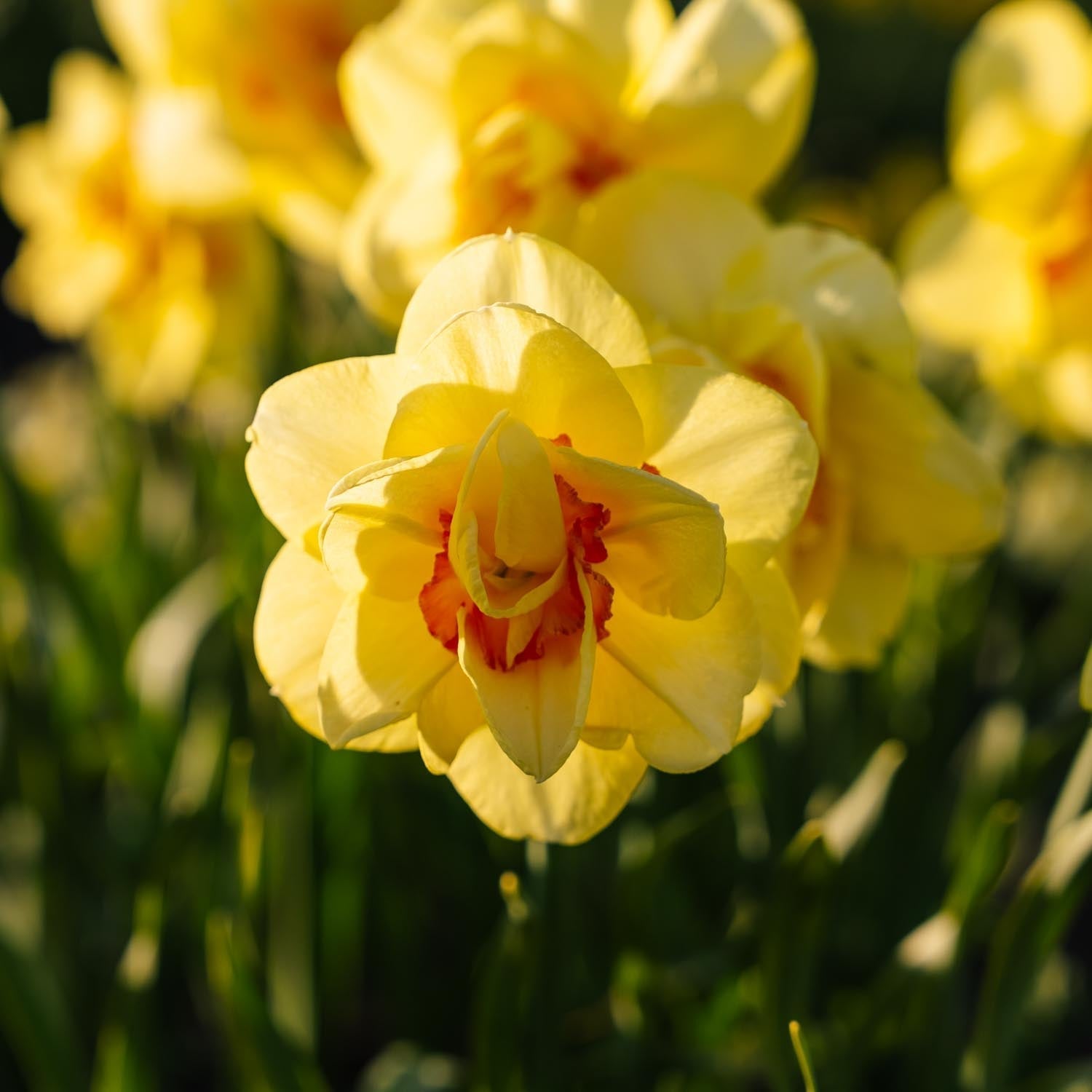 Narcis, Narcissus 'Tahiti'