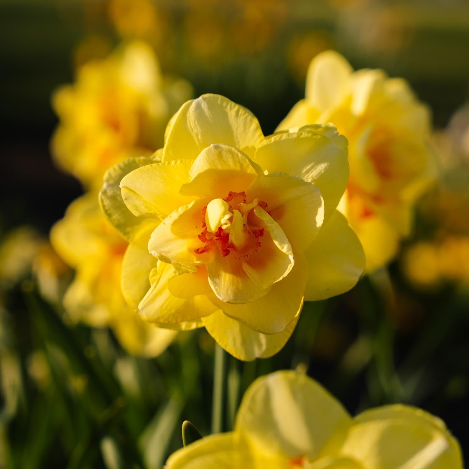 Narcis, Narcissus 'Tahiti'
