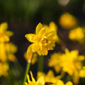 Narcis, Narcissus 'Tete Boucle'