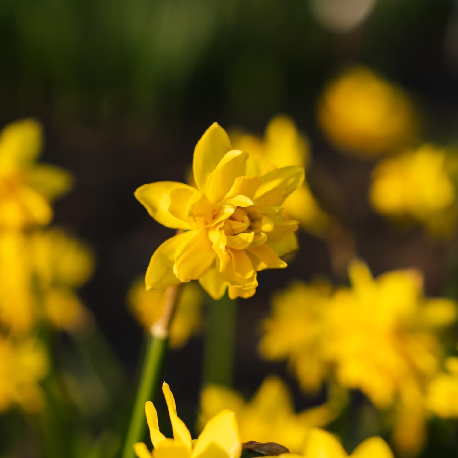 Narcis, Narcissus 'Tete Boucle'
