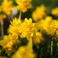 Narcis, Narcissus 'Tete Boucle'