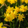 Narcis, Narcissus 'Tete Boucle'