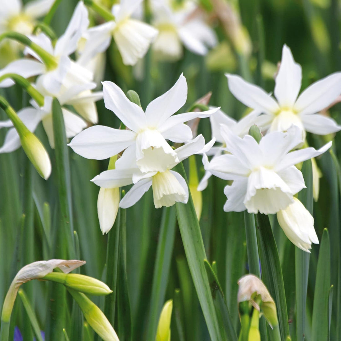 Narcis, Narcissus 'Thalia'