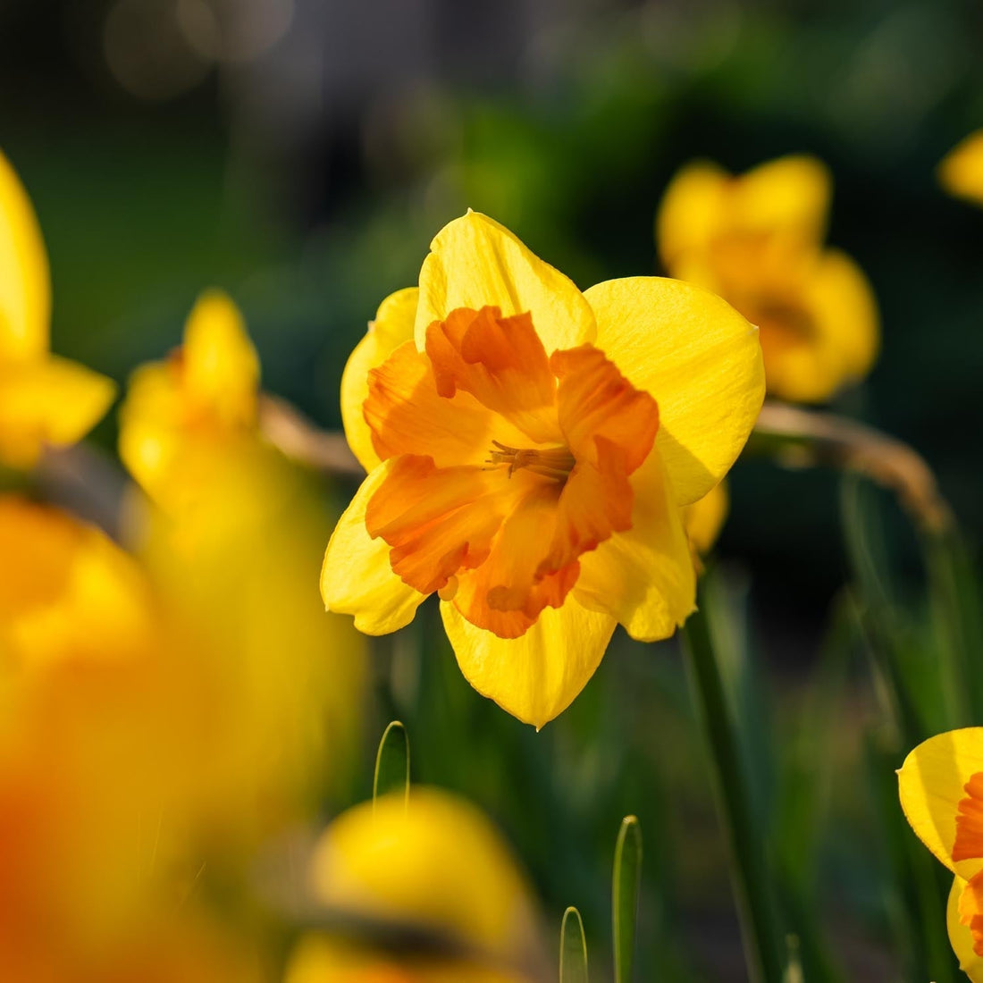 Narcissenmix 'Congress'
