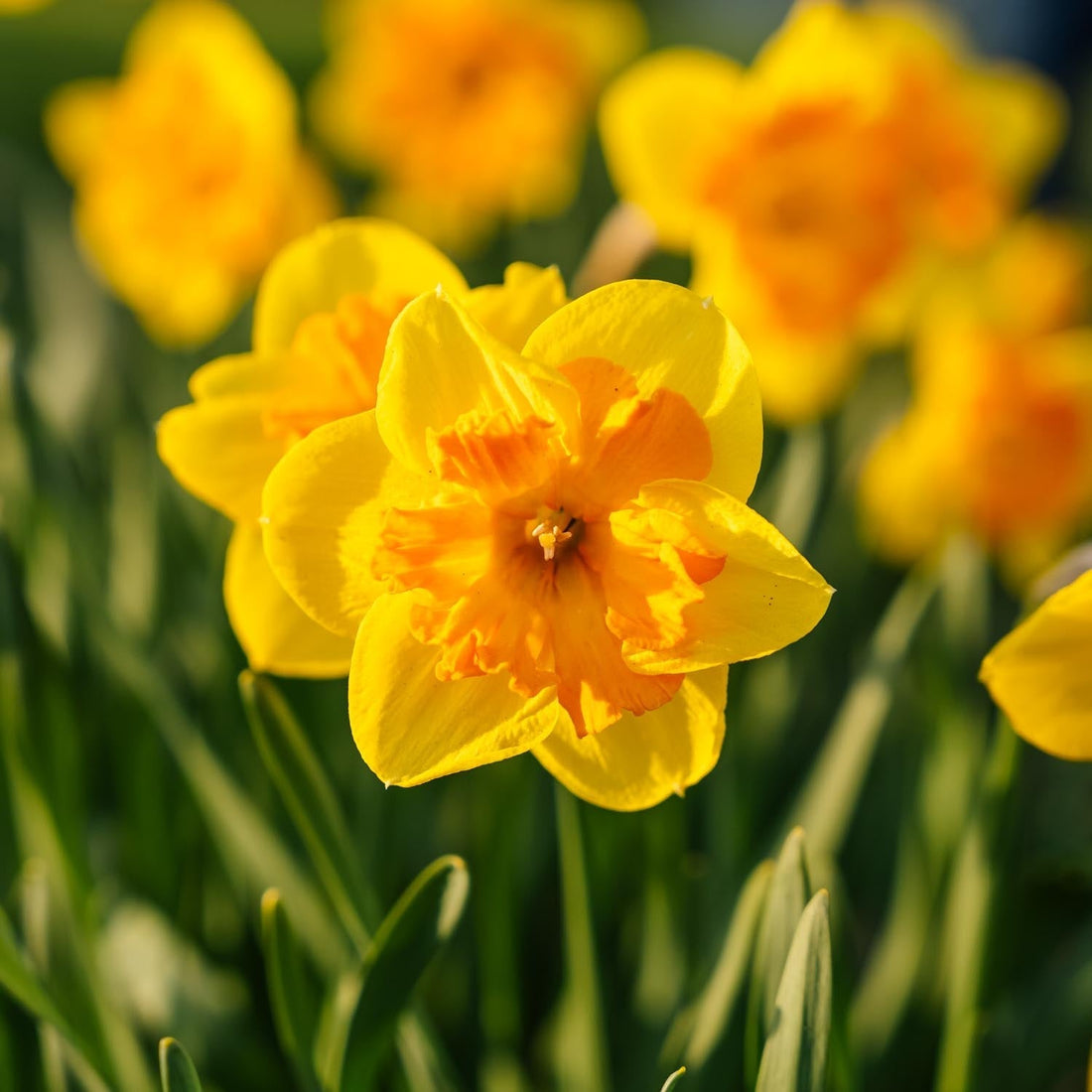 Narcissenmix 'Congress'