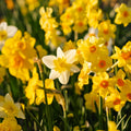 Narcissenmix 'Multiflora Mix'
