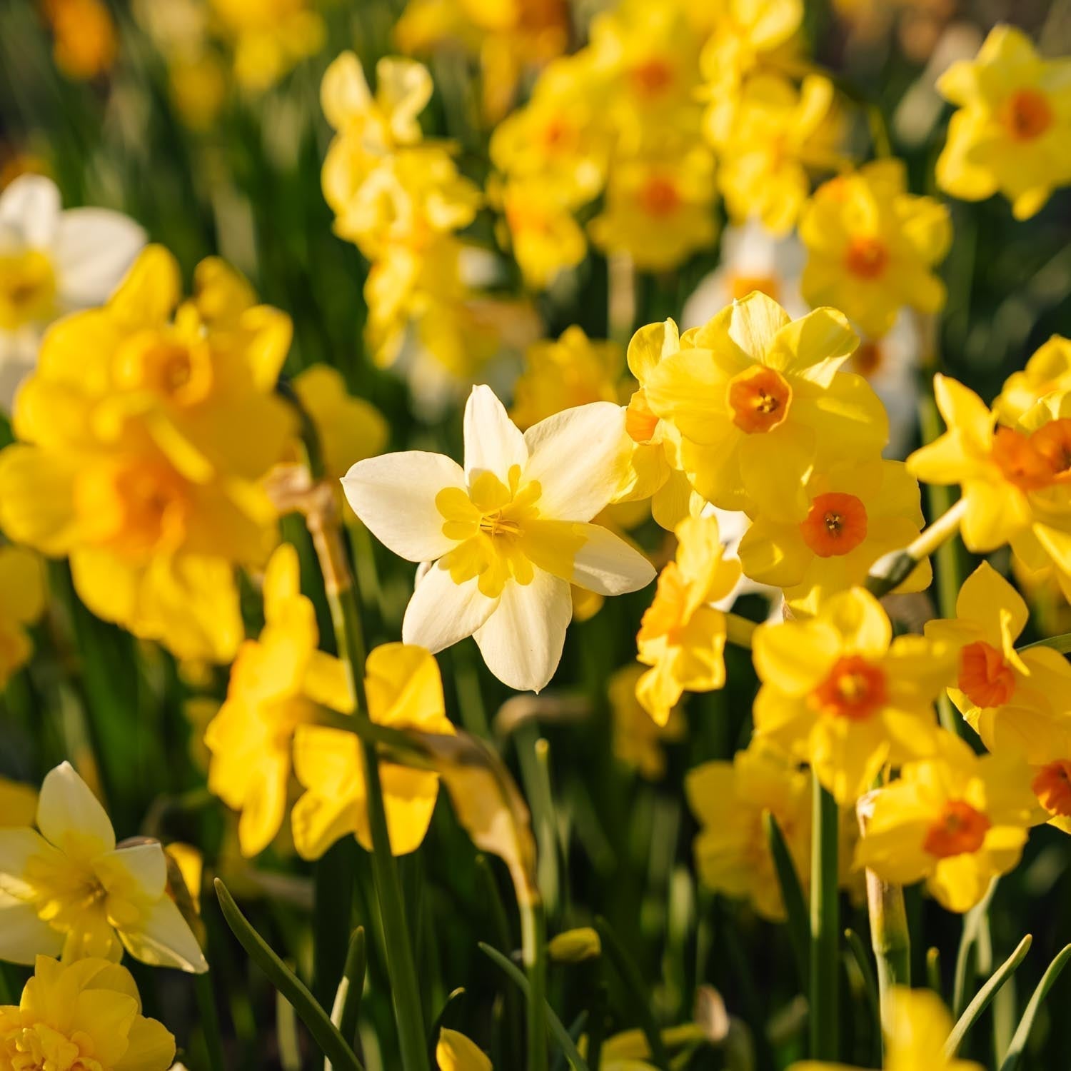 Narcissenmix 'Multiflora Mix'