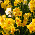 Narcissenmix 'Multiflora Mix'