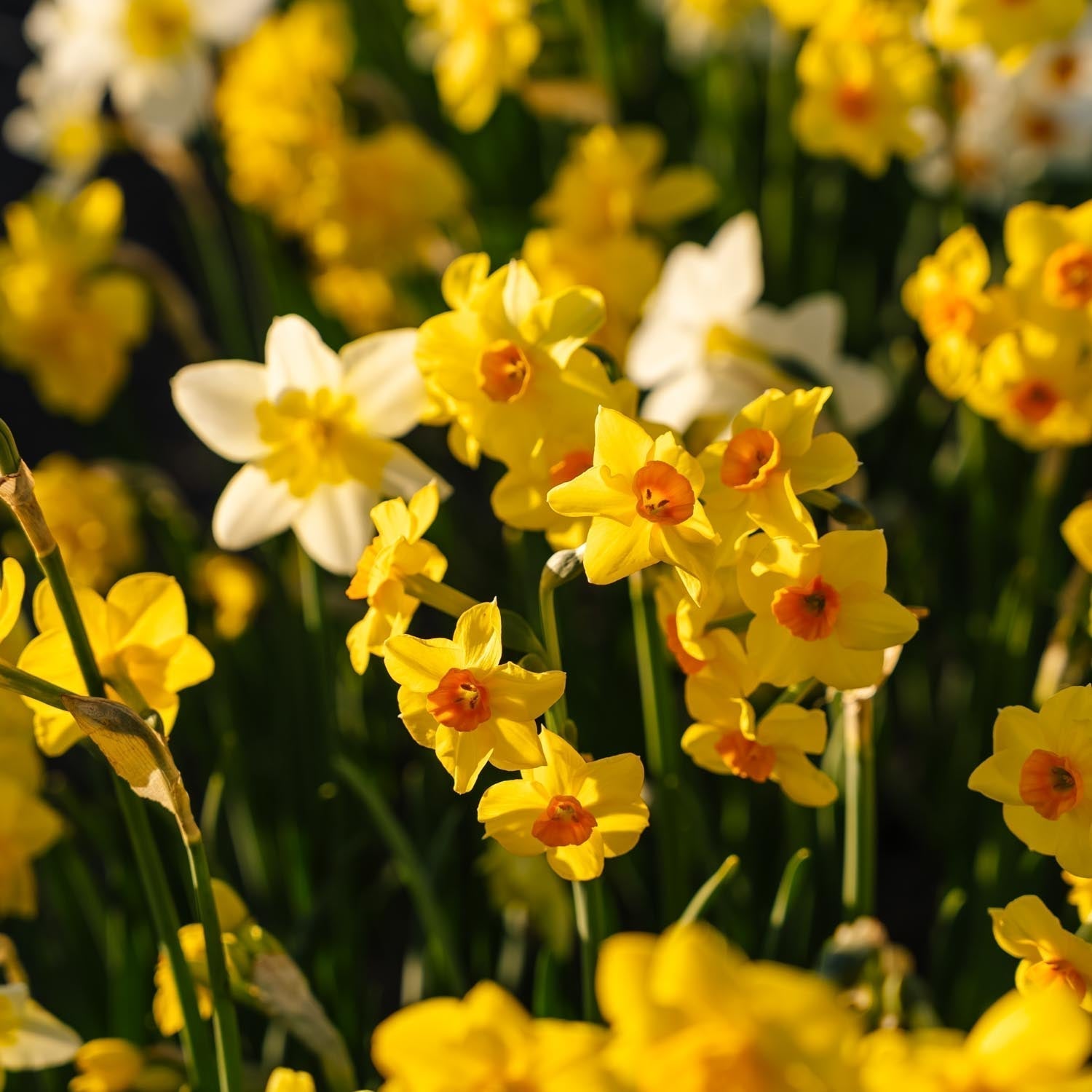 Narcissenmix 'Multiflora Mix'