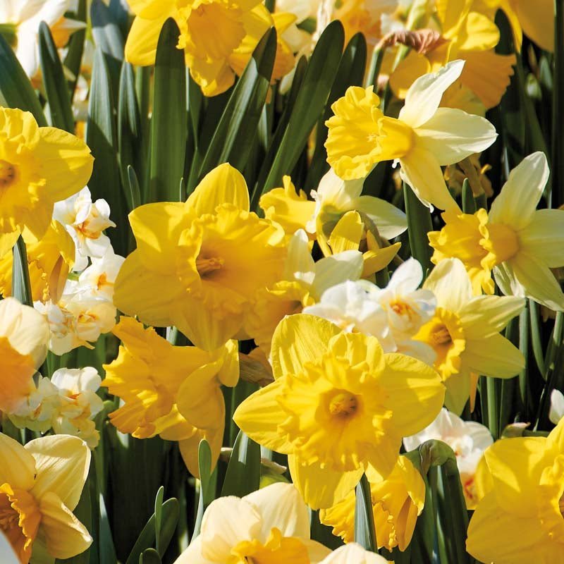Narcissenmix 'Storkronet Mix'