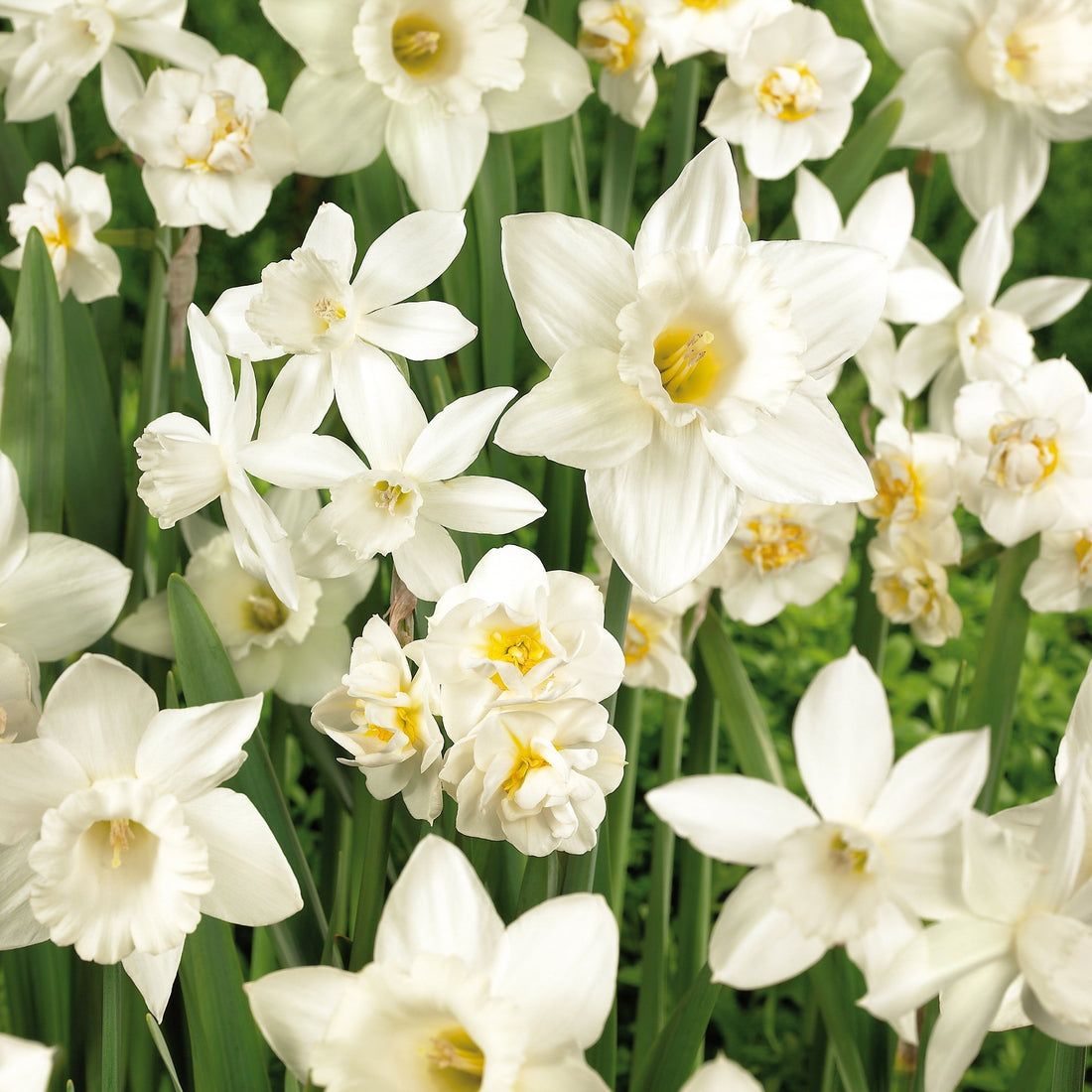 Narcissenmix 'White Mixed'