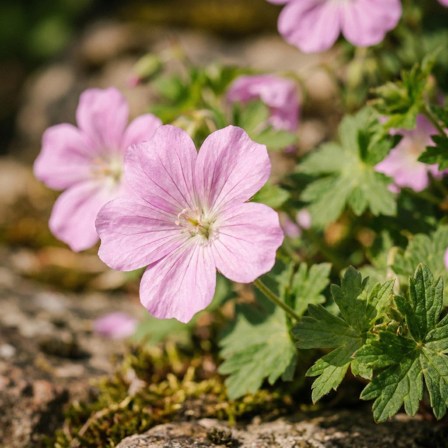 Ooievaarsbek, Geranium 'Wargrave Pink'