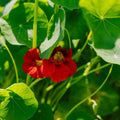 Oost Indische kerszaden 'Garden Nasturtium, niet klimmend' - 8 biologische zaden