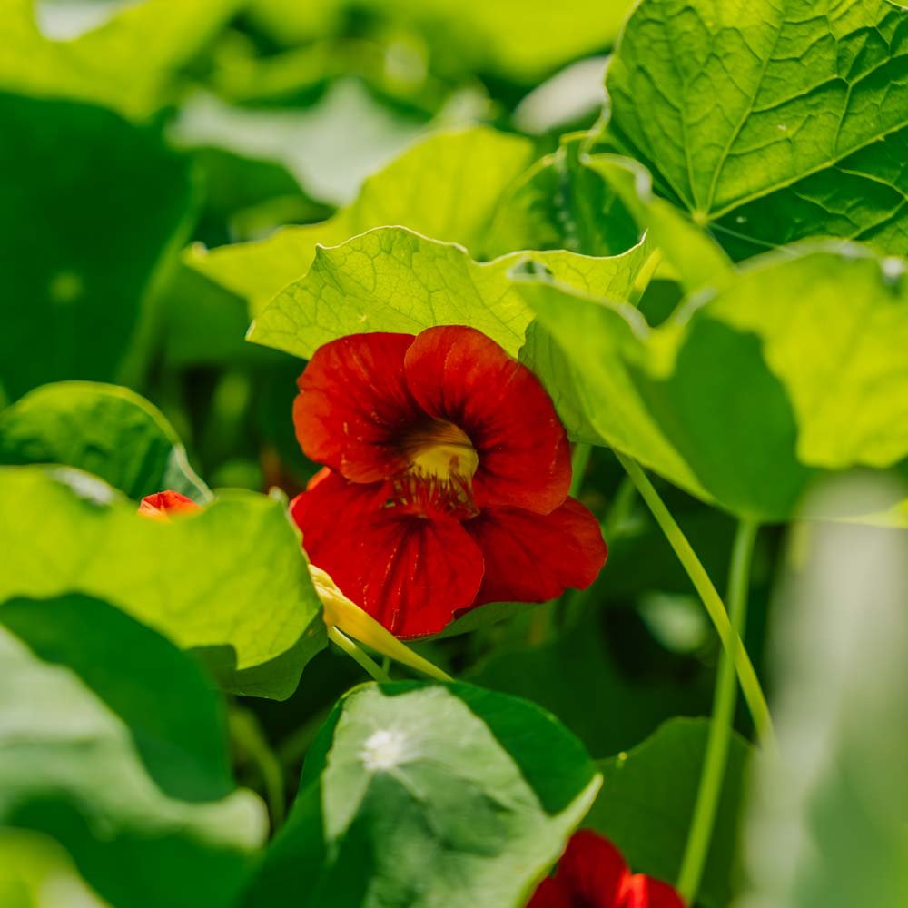 Oost Indische kerszaden 'Garden Nasturtium, niet klimmend' - 8 biologische zaden