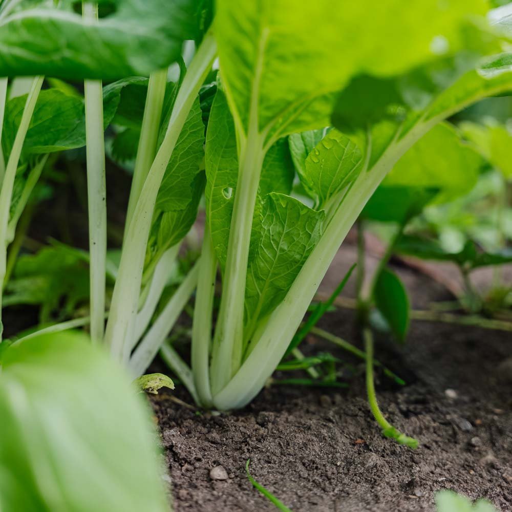 Paksoi zaden 'Taisai' - 50 biologische zaden