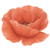 Klaproos wortelgoed / Papaver
