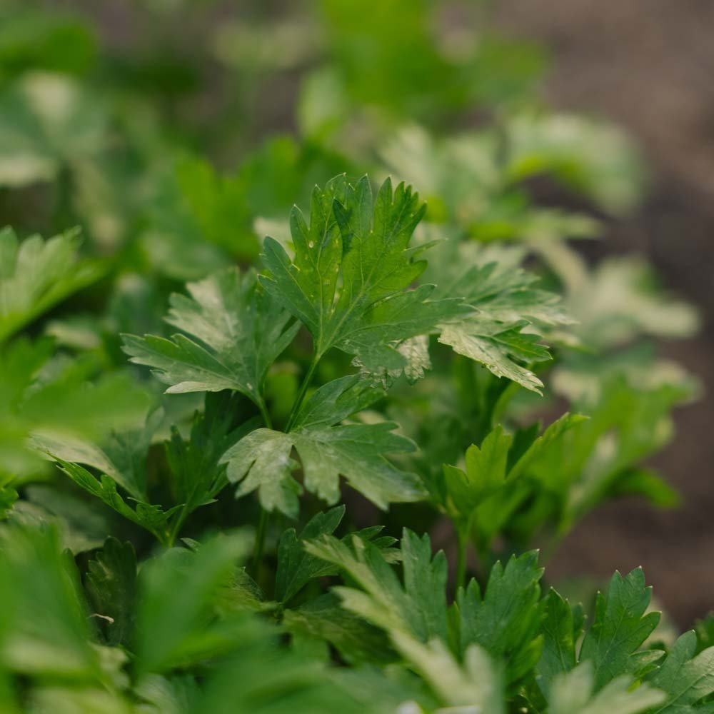 Peterseliezaden 'Giant of Italy' - 200 biologische zaden