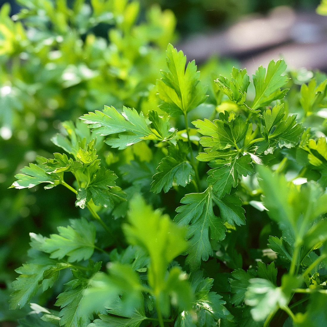 Peterseliezaden 'Giant of Italy' - 200 biologische zaden