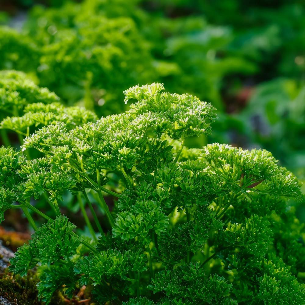 Peterseliezaden 'Moss Curled 2' - 200 biologische zaden