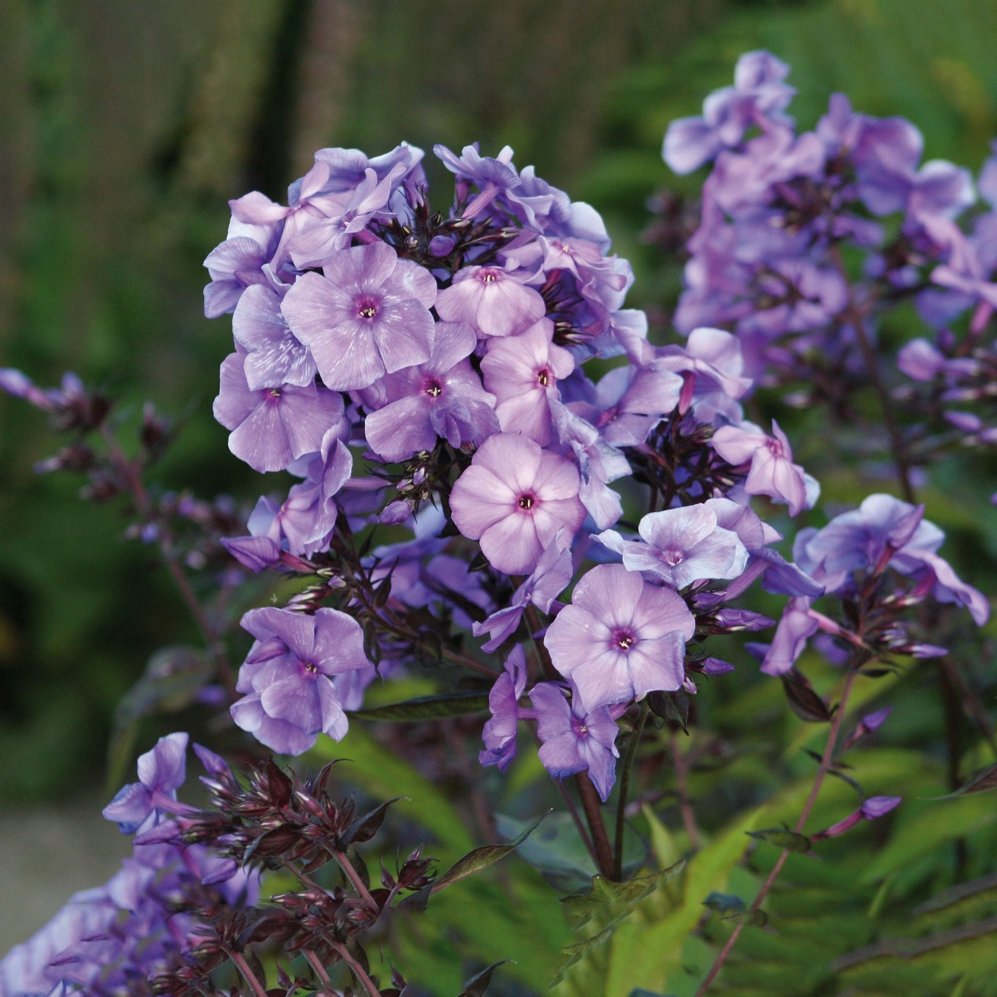 Phlox, Vlambloem 'Blue Paradise'