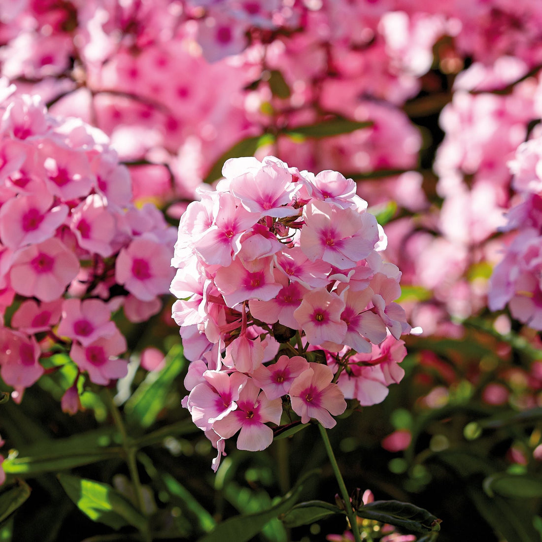 Phlox, Vlambloem 'Bright Eyes'