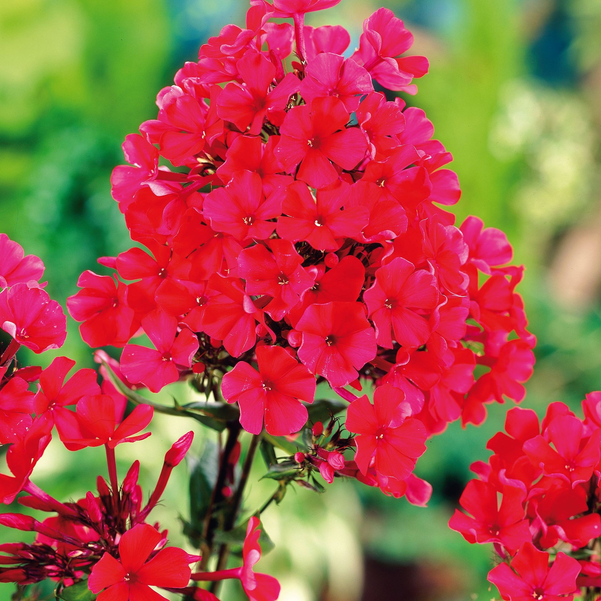 Phlox, Vlambloem 'Starfire'
