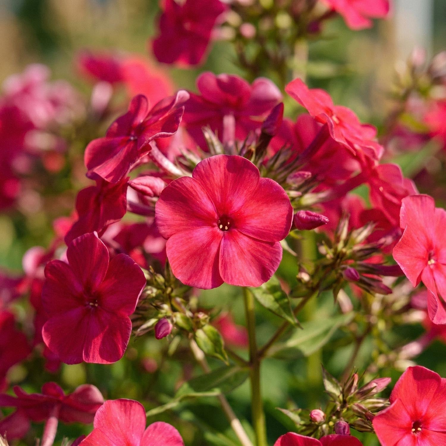 Phlox, Vlambloem 'Starfire'