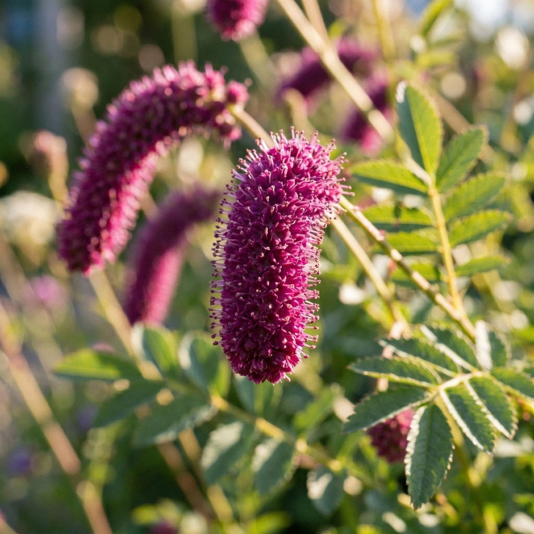 Pimpernel, Sanguisorba