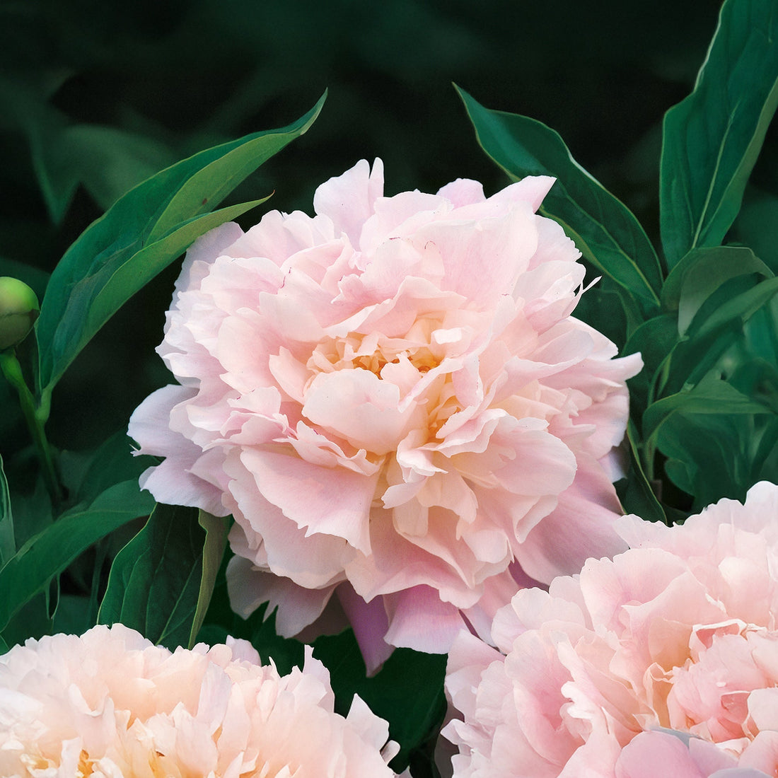 Pioenroos 'Catherina Fontijn'