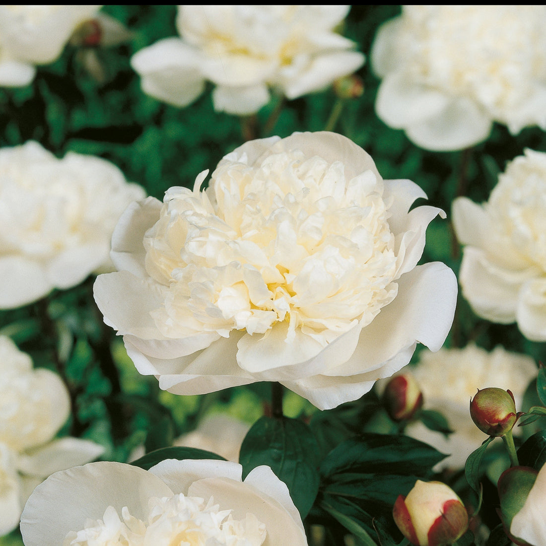 Pioenroos 'Immaculée'