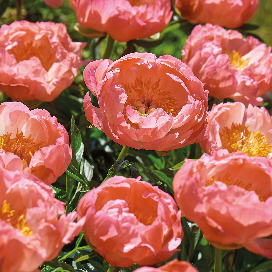 Pioenroos, Paeonia 'Coral Sunset'