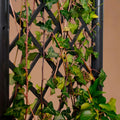 Plantenbak met trellis
