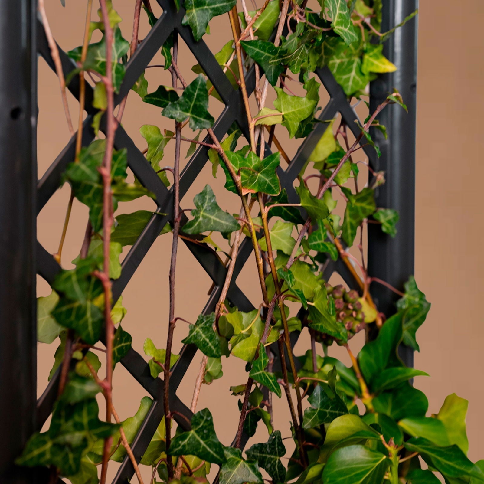 Plantenbak met trellis