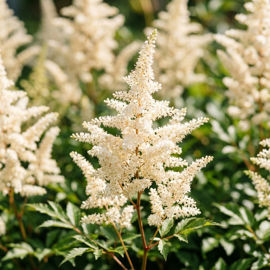 Pluimspirea, Astilbe 'Deutschland'