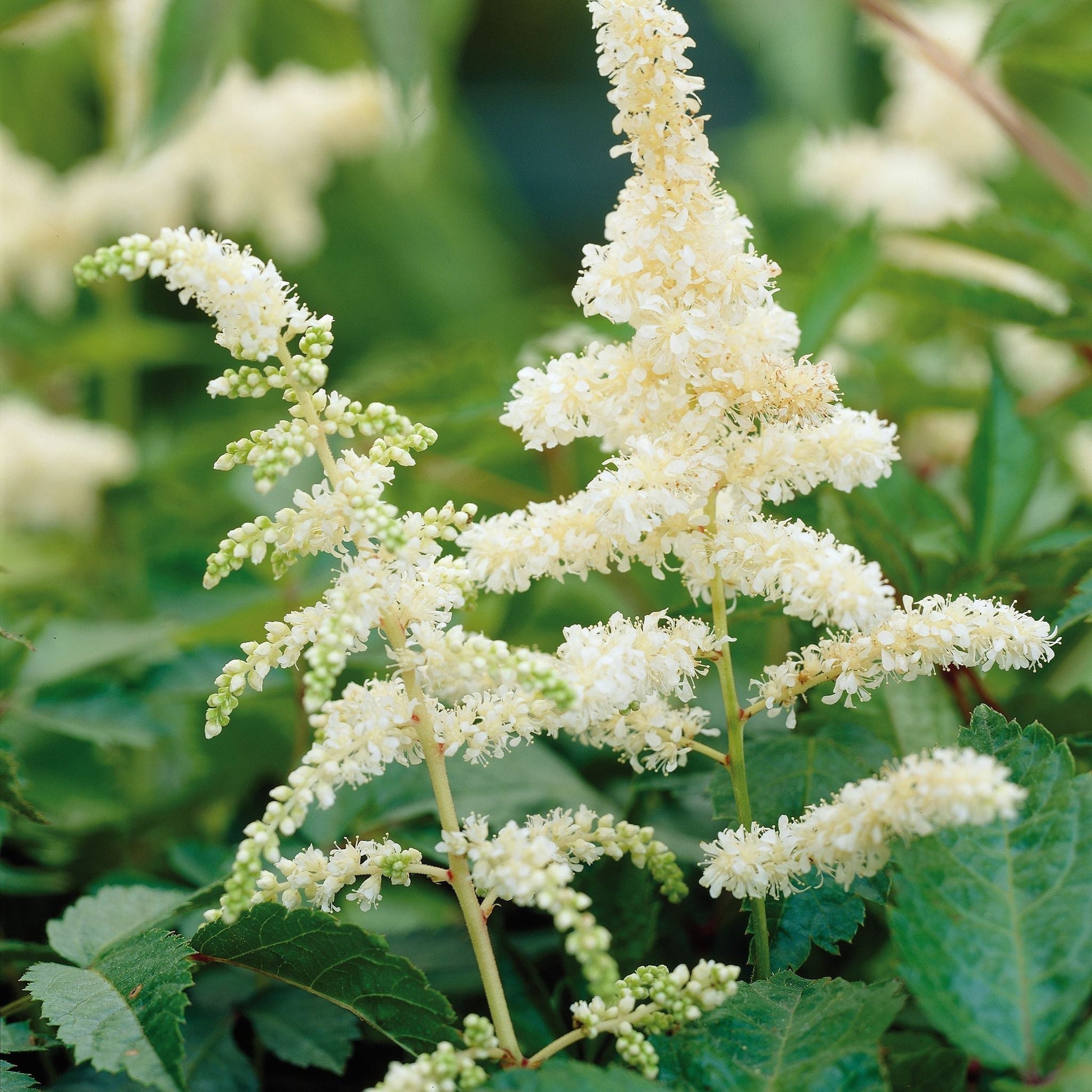 Pluimspirea, Astilbe 'Deutschland'