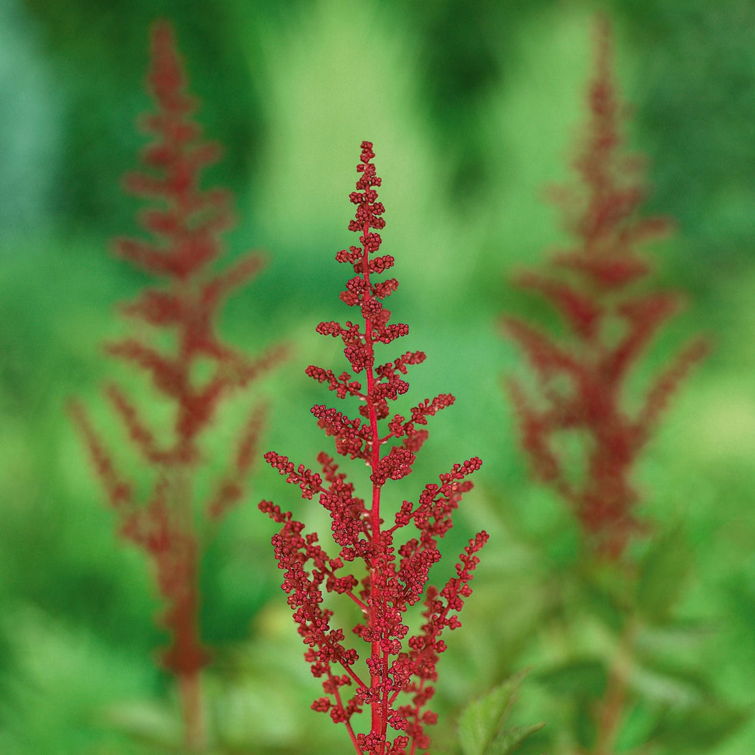 Pluimspirea, Astilbe 'Fanal'