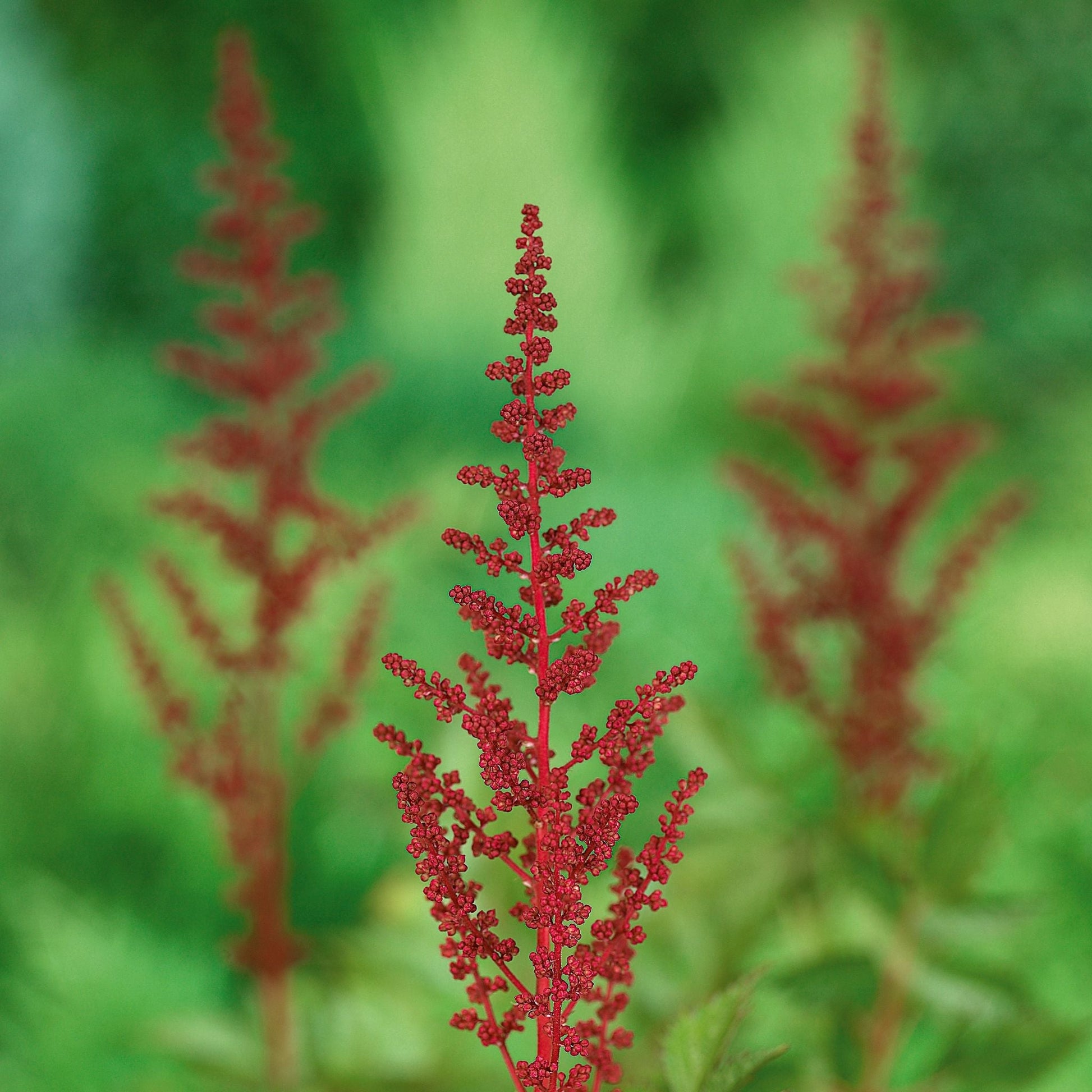 Pluimspirea, Astilbe 'Fanal'