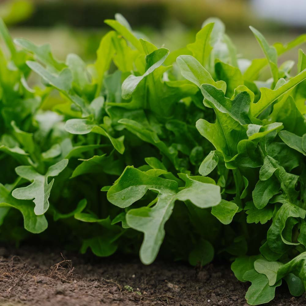 Pluksla zaden 'Catalogna' - 200 biologische zaden