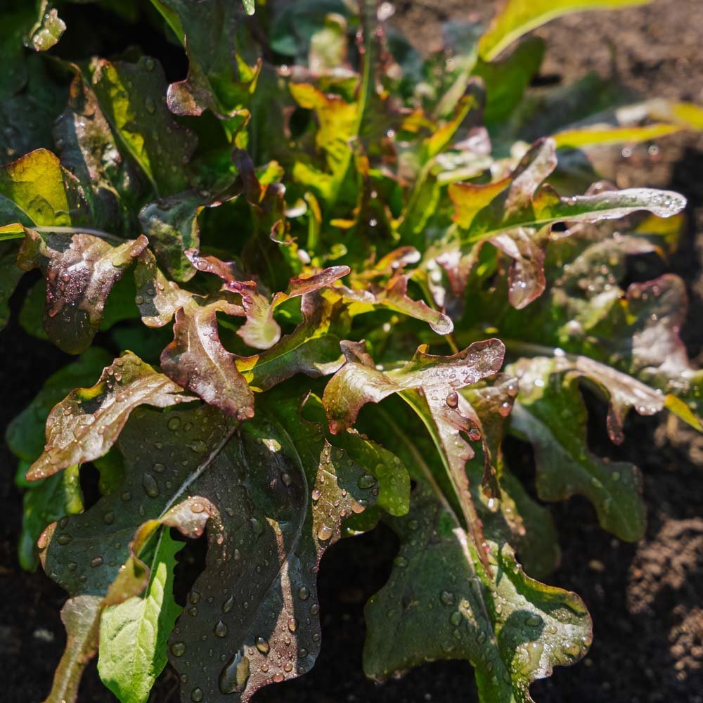 Pluksla zaden 'Cocarde' - 200 biologische zaden